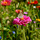 Kováts Zoltán Emlékülés Csemőben