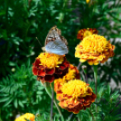 Kováts Zoltán Emlékülés Csemőben