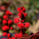 Színpompás bemutató