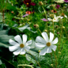 Kováts Zoltán Emlékülés Csemőben