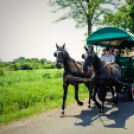 Nyitott Pince Napok - lovaskocsik