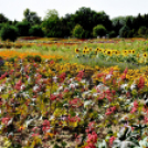 Kováts Zoltán Emlékülés Csemőben