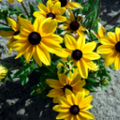 Kováts Zoltán Emlékülés Csemőben