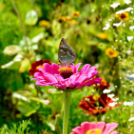 Kováts Zoltán Emlékülés Csemőben