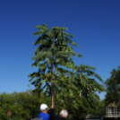 Városi Strandfürdő - Bokrétaünnep