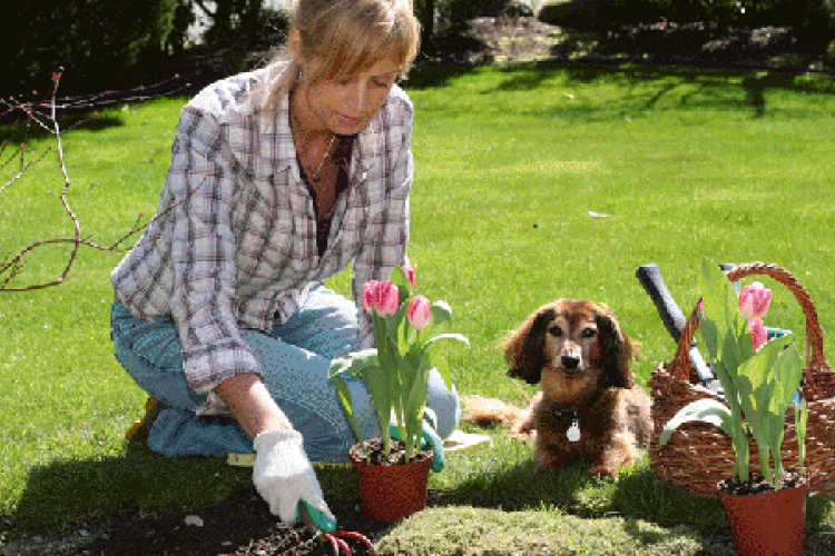 Most ültess virághagymát!