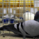 Ceglédi galamb mustra