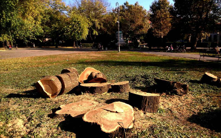 Szabadság téri fák - Nincs miért tovább halasztani...