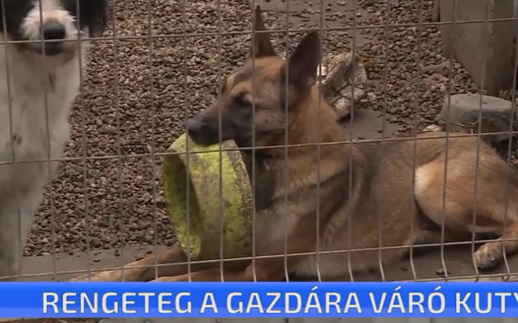 Rengeteg a gazdára váró kutya a menhelyen