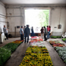 6 ezer palánta a Szebb-virágosabb Ceglédért 🌼