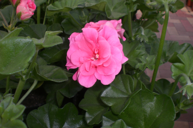 Muskátlik tízparancsolata 