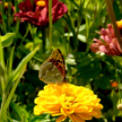 Kováts Zoltán Emlékülés Csemőben