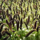 Kováts Zoltán Emlékülés Csemőben