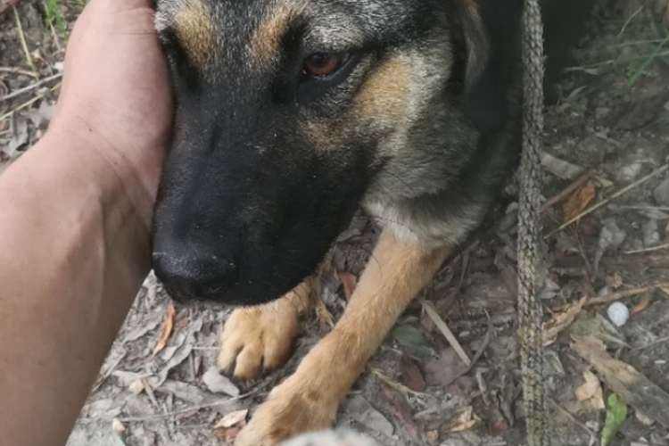 Fához kötött kutyát mentett a rendőr Tiszaföldváron