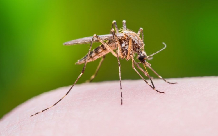 Lakossági tájékoztató szúnyoggyérítésről