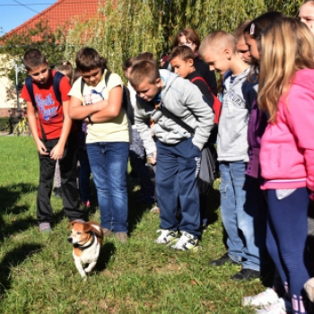 Állatok világnapja a Vörösmarty téren