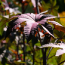 Színpompás bemutató