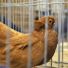 Galambkiállítás Cegléden