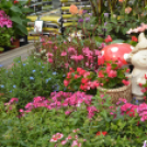 Rózsák Hétvégéje - Oázis Kertészeti Áruház