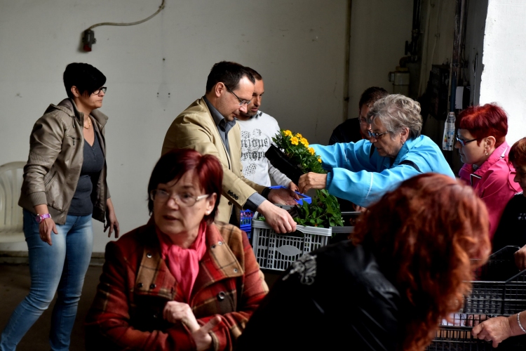 6 ezer palánta a Szebb-virágosabb Ceglédért 🌼