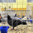 Galambkiállítás Cegléden