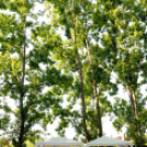 Csemői - Anyám tyúkja