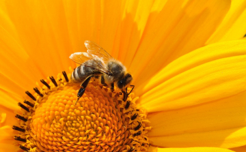 A méhektől függ az élelmiszerellátás jövője