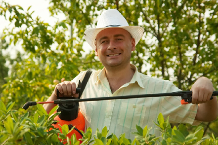 Gyümölcsfák: a tavaszi permetezés