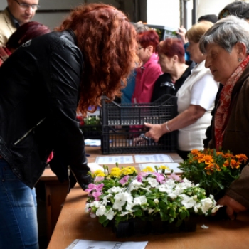 6 ezer palánta a Szebb-virágosabb Ceglédért 🌼