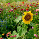 Kováts Zoltán Emlékülés Csemőben