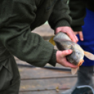 Pünkösdi horgászverseny