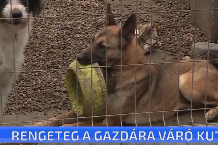 Rengeteg a gazdára váró kutya a menhelyen