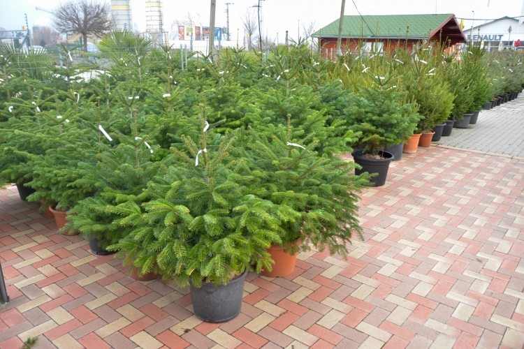 🎄 Beindult a karácsonyfa árusítás az Oázisban