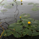 Pünkösdi horgászverseny