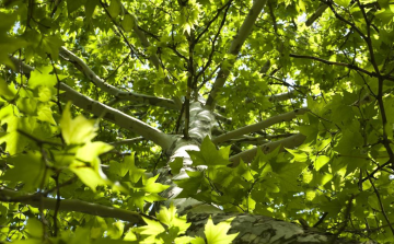 FIGYELEM! Permetezik a város Platán fáit