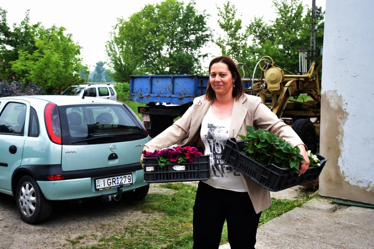 6 ezer palánta a Szebb-virágosabb Ceglédért 🌼