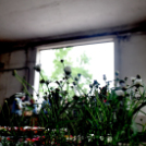 6 ezer palánta a Szebb-virágosabb Ceglédért 🌼