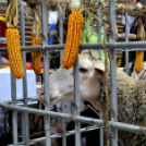 Pályaválasztási kiállítás