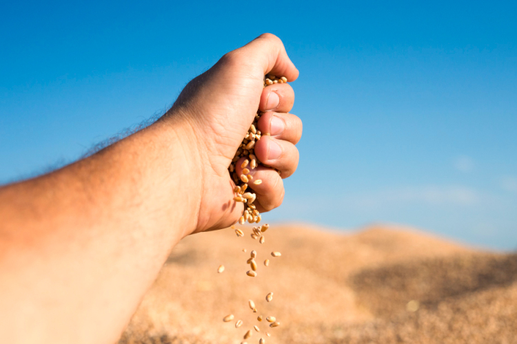 Hogyan válassz vetőmagot ha fontos számodra a hozam és az ellenállóság