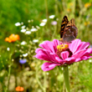 Kováts Zoltán Emlékülés Csemőben