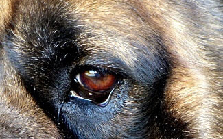 Gazdit keres a ceglédi kettős gyilkosság áldozatainak kutyája