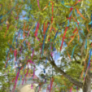 A város májusfája II.