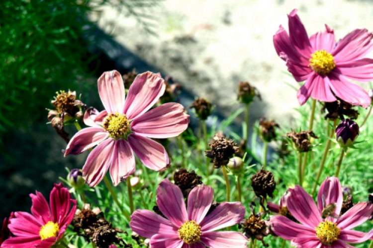 Kováts Zoltán Emlékülés Csemőben