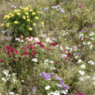 Kováts Zoltán Emlékülés Csemőben