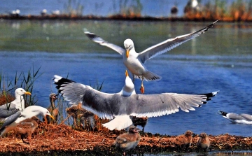 Ceglédre fészkelt a Duna-Delta madárvilága