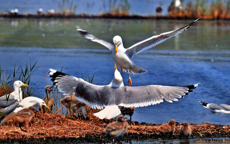 Ceglédre fészkelt a Duna-Delta madárvilága
