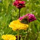 Kováts Zoltán Emlékülés Csemőben