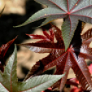 Színpompás bemutató