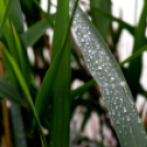 Pünkösdi horgászverseny