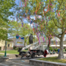 A város májusfája II.